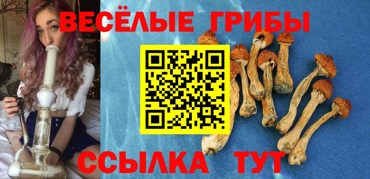 Галлюциногенные грибы Psilocybe Дмитров