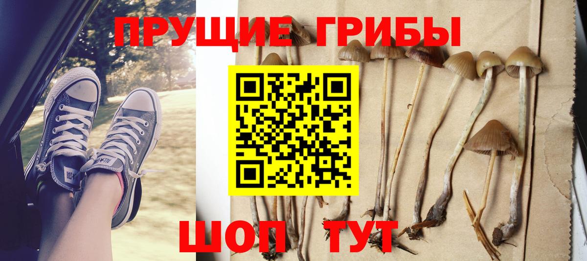 Галлюциногенные грибы Psilocybine cubensis Дмитров